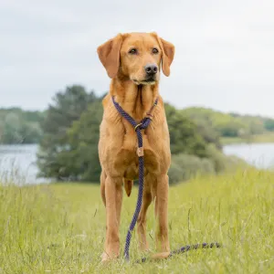 Dog Leads - Blackberry
